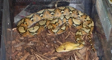 Weird retic. New pic