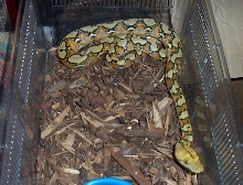 Weird retic. New pic 2.