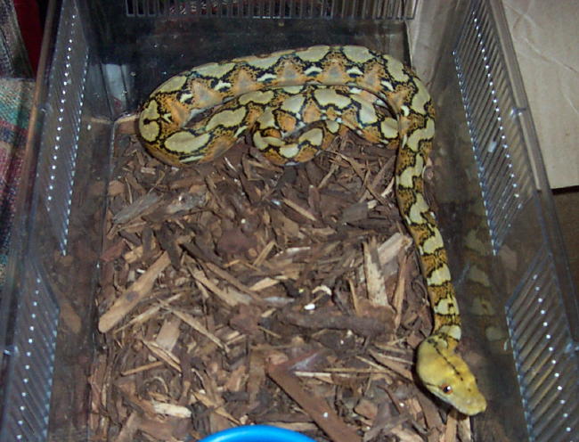 Weird retic. New pic 2.