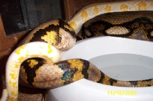 Kip & Pandora breeding