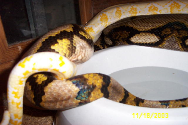 Kip & Pandora breeding