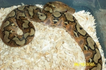 Weird retic