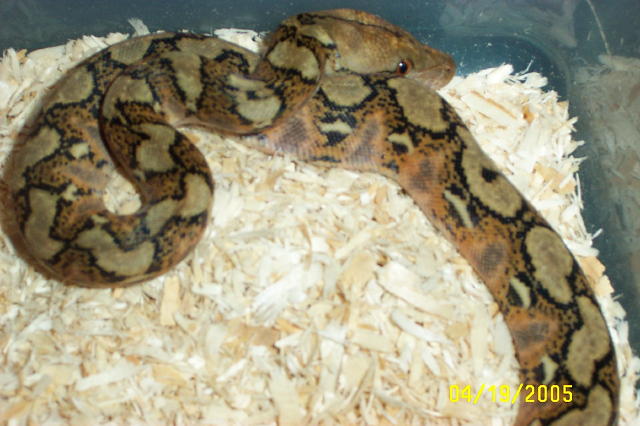 Weird retic