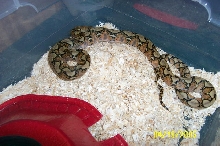 weird retic 2