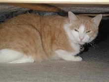 Tigger under the bed