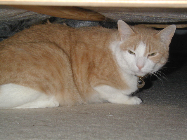 Tigger under the bed