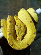 canary scz 3 lol
