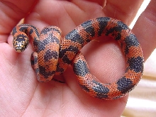 High Orange Blotched