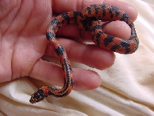 High Orange Blotched