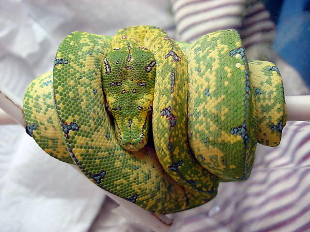 Rob H. SCZ baby