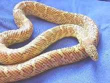 tampa male