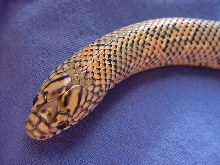 female goini head