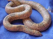 goini female