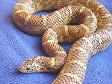 tampa female