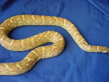 sulfur male