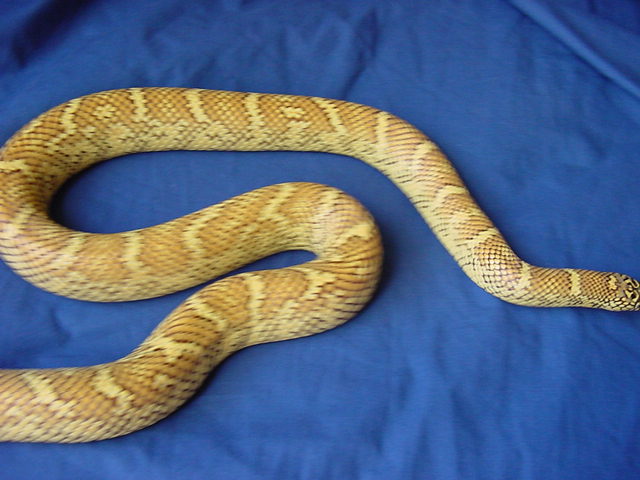 sulfur male