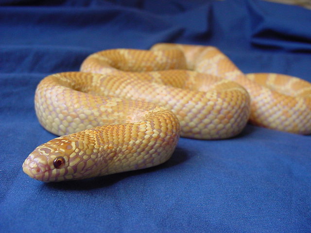 lavender female 2