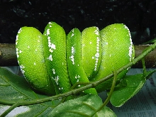 aru female