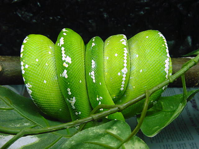 aru female