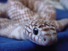 axanthic male 1