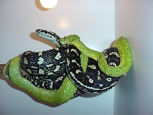 Chondro X Diamond X Jungle