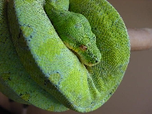 Paradox Chondro
