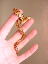 03  Hypo Flame Brooksi