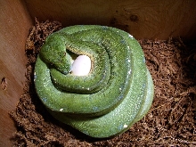 Hope and eggs