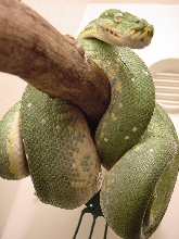 sedgewick ovulation