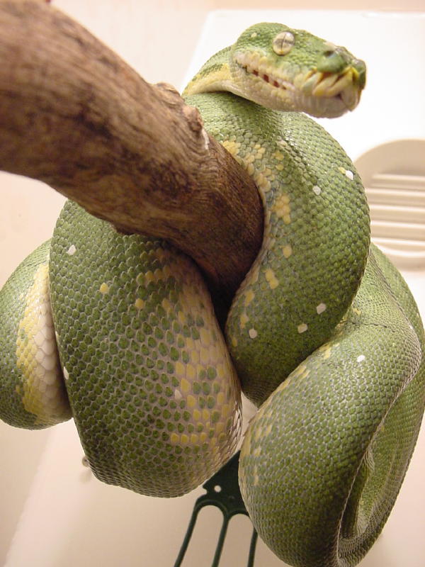 sedgewick ovulation