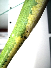 chondro tail