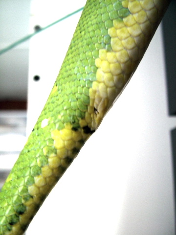 chondro tail