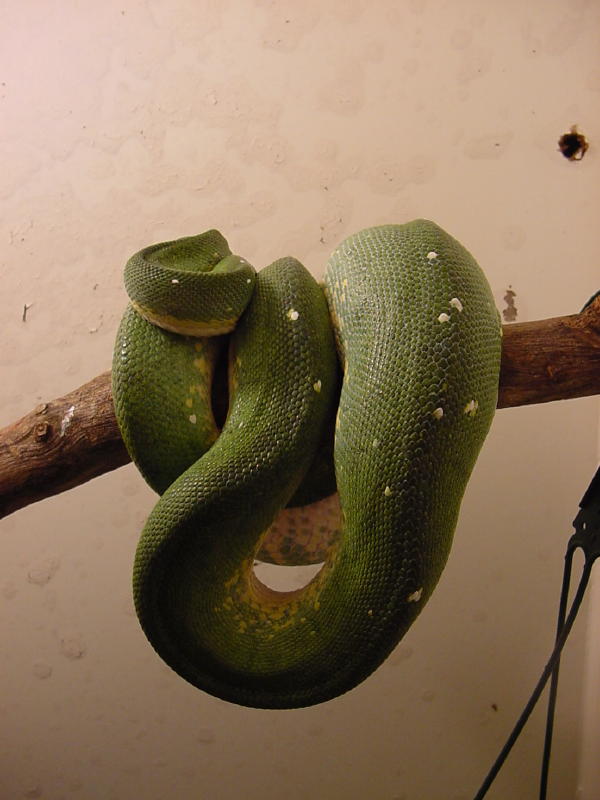 big momma ovulation