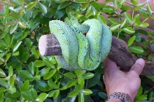 new male