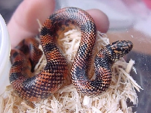 female blotched