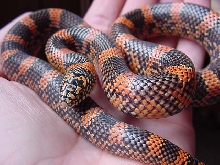 Female High Red Blotched 04