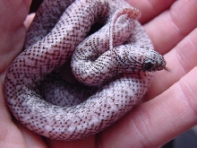 Ghost male 04