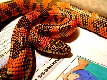 high red goini
