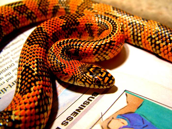 high red goini