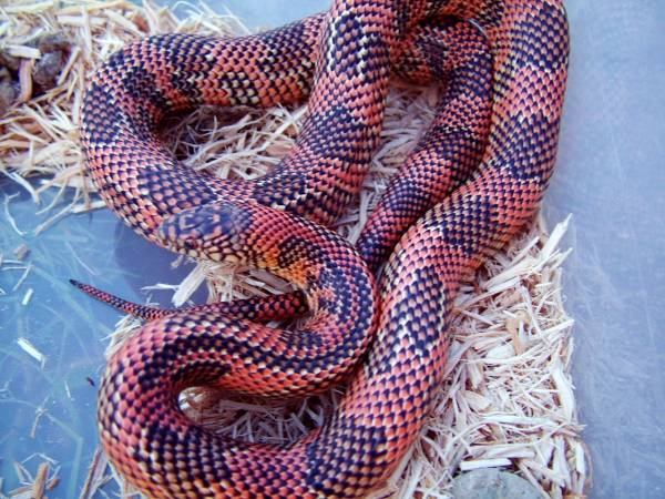 high red goini