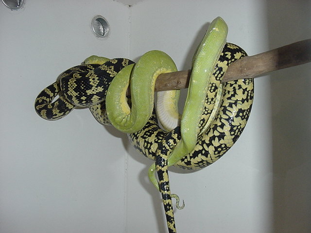 HY jungle X chondro