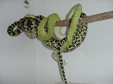 HY jungle X chondro