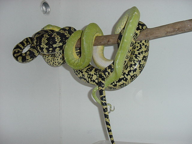 HY jungle X chondro
