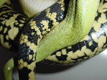 HY jungle x chondro