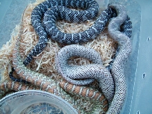 axanthic, hypo, ghost
