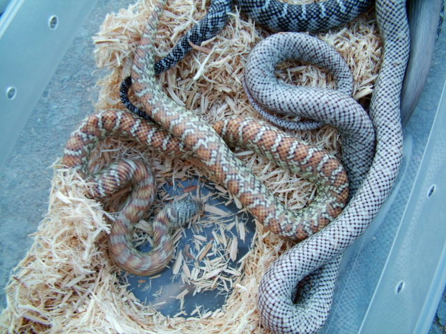 axanthic, hypo, ghost