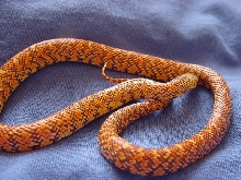hypo flame