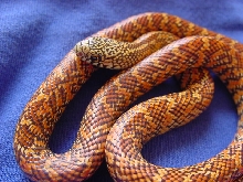 hypo flame