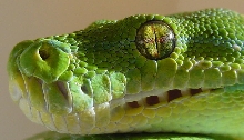 jaya eye