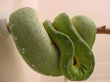 jaya female